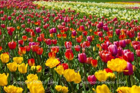 チューリップ
