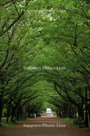 新緑のトンネル