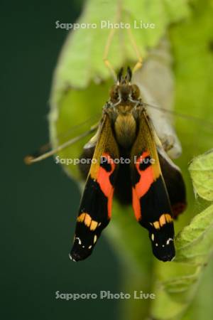 アカタテハの羽化