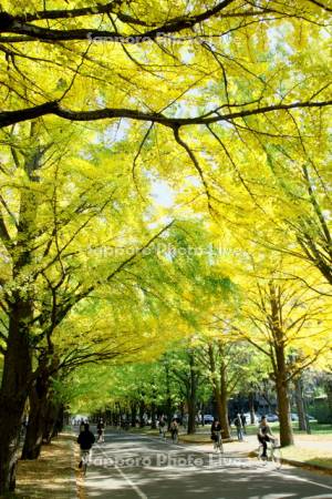 北大イチョウ並木