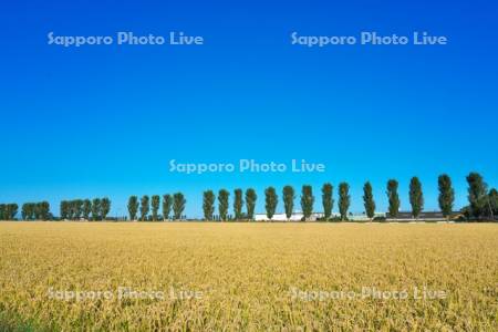 水田とポプラ並木