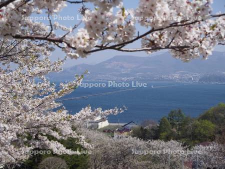 桜咲く手宮公園と小樽港眺望