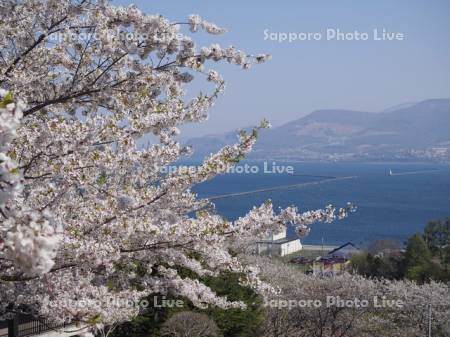 桜咲く手宮公園と小樽港眺望