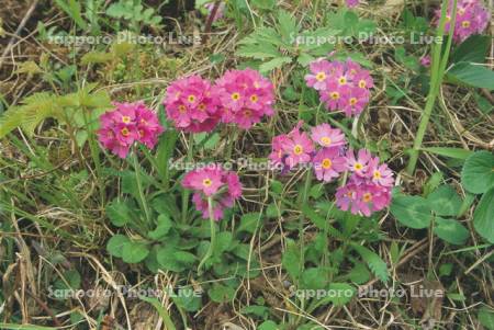 ユキワリコザクラ