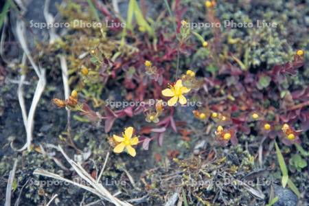 ダイセツヒナオトギリ