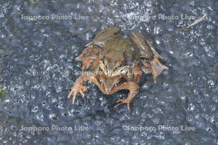 エゾアカガエル