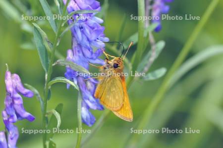 コキマダラセセリ