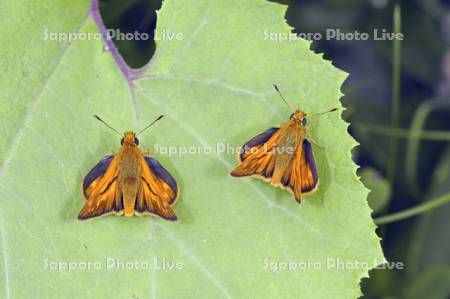 コキマダラセセリ