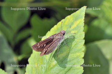 ユウレイセセリ