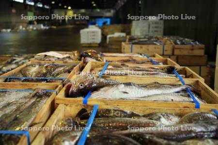 魚市場　マダラ