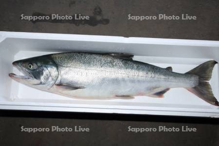 秋鮭（シロザケ）