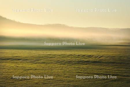朝霧流れる草原