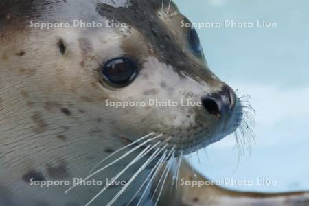 ゴマフアザラシ