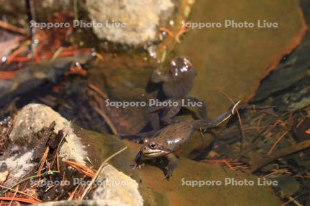 エゾアカガエル