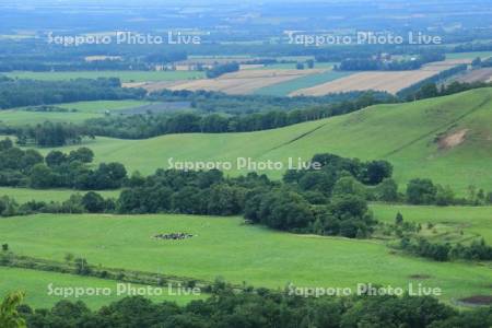 牧場と十勝平野