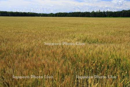 小麦畑