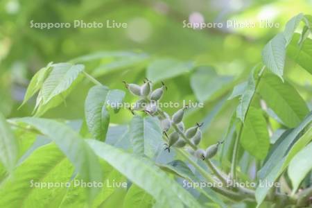 オニグルミの実