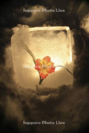 小樽雪あかりの路