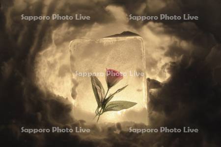 小樽雪あかりの路