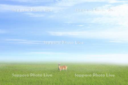 草原とエゾシカ