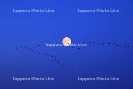 マガンと満月 フラワーム－ン