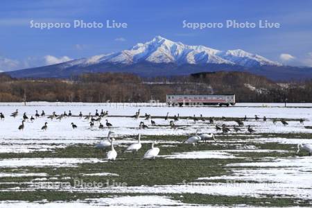 雪解けの大地と斜里岳