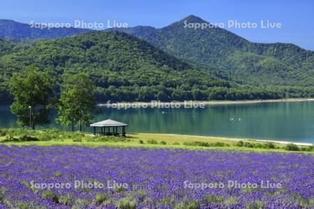 かなやま湖とラベンダー