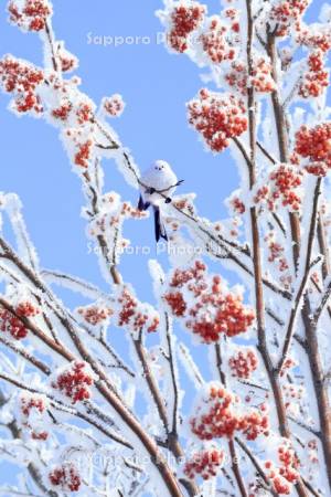 シマエナガと霧氷のナナカマド