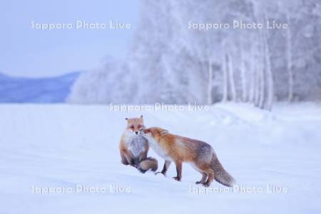 キタキツネと霧氷