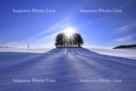 マイルドセブンの丘