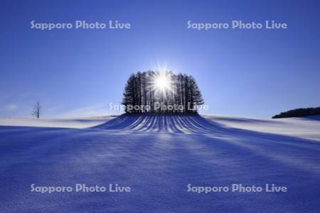 マイルドセブンの丘