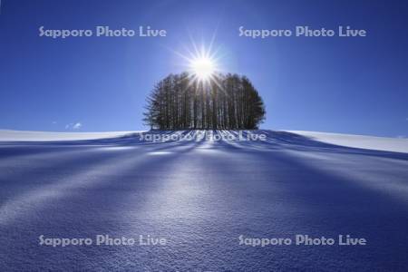 マイルドセブンの丘