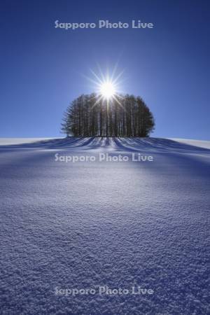 マイルドセブンの丘