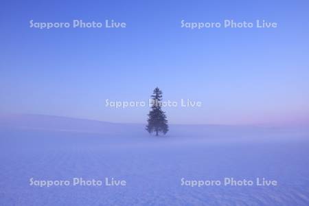 クリスマスツリーの木