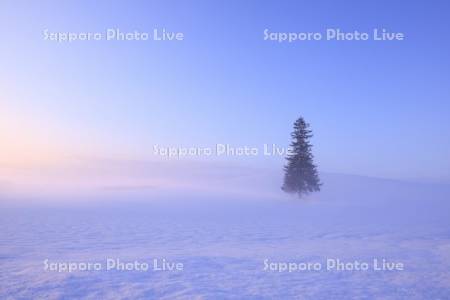 クリスマスツリーの木