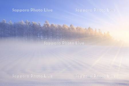 日の出の光と霧氷