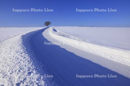 雪道と一本の木（セブンスターの木）