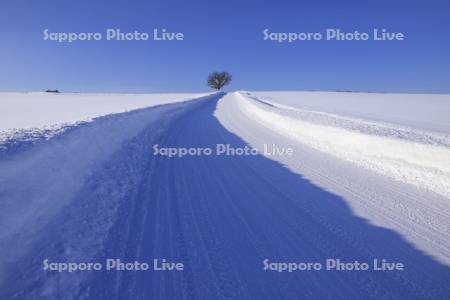 雪道と一本の木（セブンスターの木）