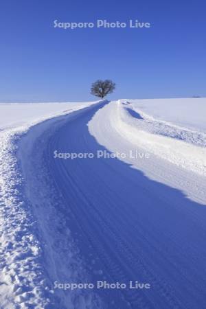 雪道と一本の木（セブンスターの木）