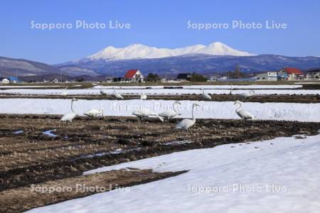 ハクチョウと大雪山