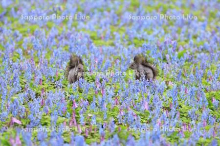 エゾリスと花畑