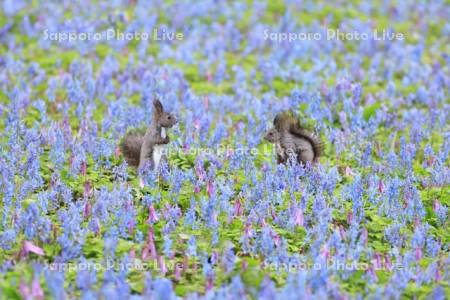 エゾリスと花畑