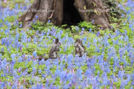 エゾリスと花畑