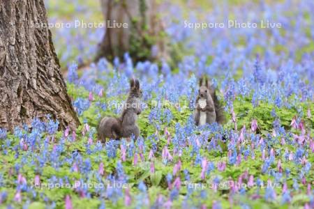 エゾリスと花畑