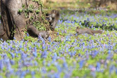 エゾリスと花畑