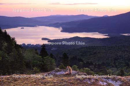 阿寒湖とキタキツネ
