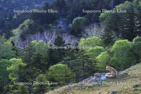 阿寒湖の森とキタキツネ