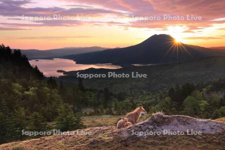 阿寒湖とキタキツネ
