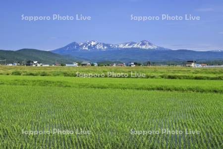 水田と旭岳