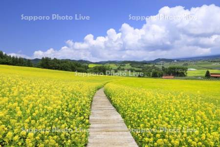 菜の花畑